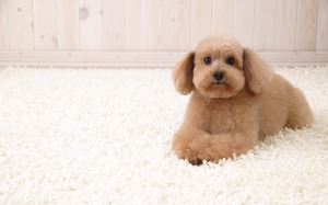 puppy-on-white-carpet-1366x768