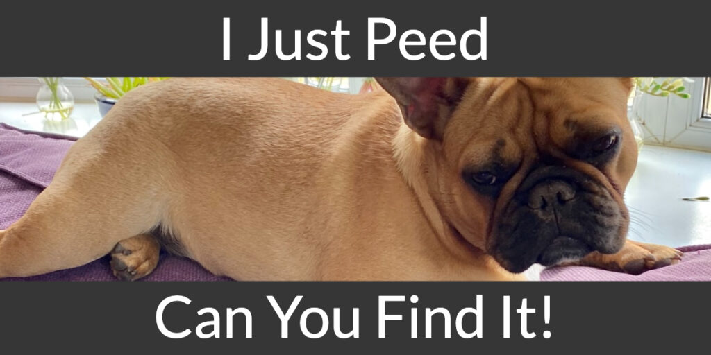 search for pet urine odor