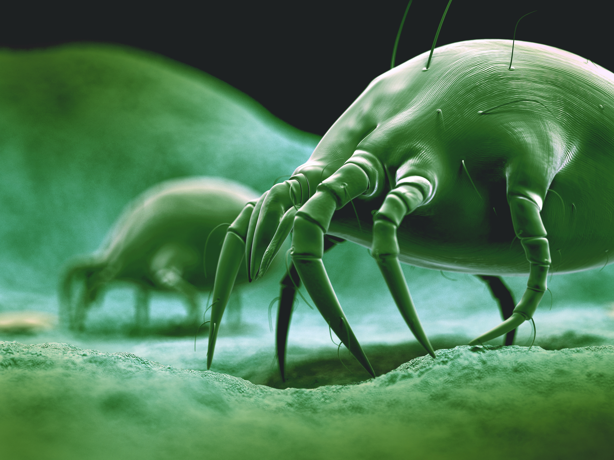 Dust Mites in the House